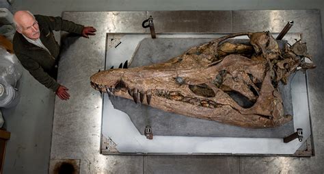 Giant Fossilized Skull .